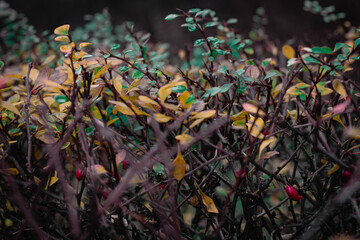 Autumn greens with berries