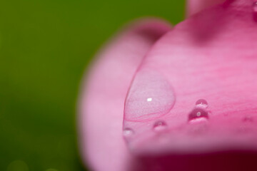 Close up of water drops on a pink leaf of a flower on a green background. Selective focus. Delicate Macro wallpaper.