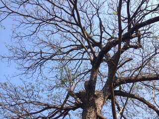 tree branches against sky
