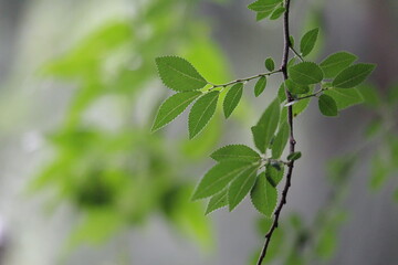 green leaves on a tree