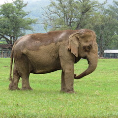 Asian elephant eating grass