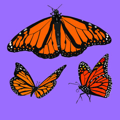 ABSTRACT BUTTERFLY VECTOR 