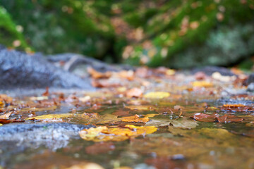 Winter leaves in a puddle, tree roots and mossy stones. closeup