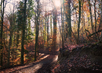 Mischwald an der hohrainbuckhütte