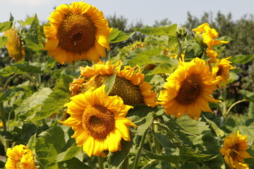 Beautiful sunflowers in full summer bloom