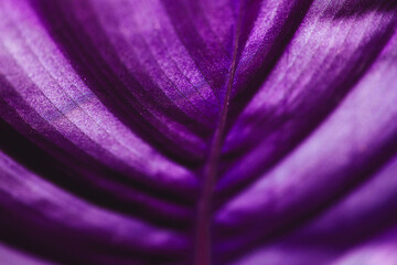 The isolated macro back side of the of a lilac leaf. The close-up shot was made with color...