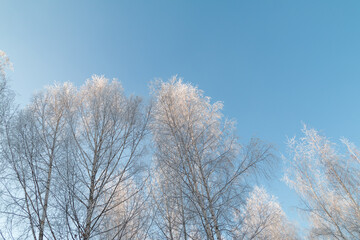 Fototapeta na wymiar snowy trees against blue sky, sunny and cold winter weather