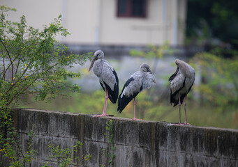 Asian openbill storks standing on a wall