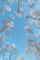 snowy trees against blue sky, sunny and cold winter weather