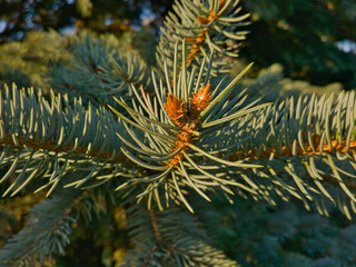 Naklejka na ściany i meble A sprig of blue spruce with soft warm beige-brown buds with a golden glow of the evening sun.