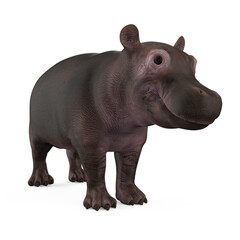 Fototapeta premium Baby Hippopotamus Isolated