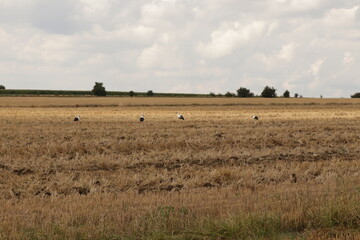 A flock of storks in a plowed field, gathering for departure to warm countries