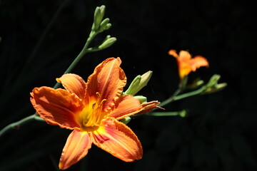 Beautiful big orange Lily flower on black background - flower landscape, flower background