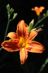 Beautiful big orange Lily flower on black background - flower landscape, flower background