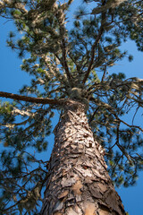 Fototapeta premium Tropical pine tree with moss and beautiful bark under blue sky