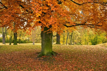 Krasny Dvur Park is a garden adjacent to the castle of the same name, shown in autumn with beautiful colors of fall season, Ustecky Region, North Bohemia, Czech Republic.