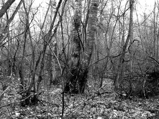 Fototapeta premium trees in the fog