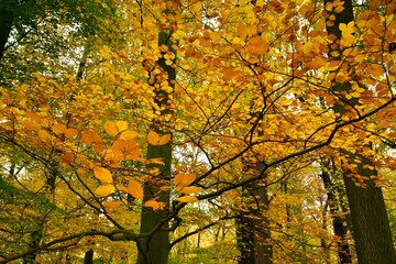 Obraz premium Krasny Dvur Park is a garden adjacent to the castle of the same name, shown in autumn with beautiful colors of fall season, Ustecky Region, North Bohemia, Czech Republic.