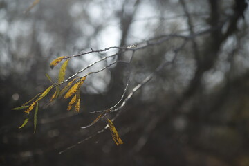 Liście żółte jesienne w słoneczny dzień