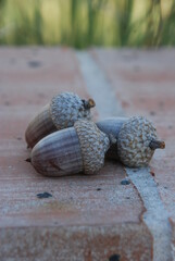 acorns on brick