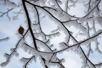 frost on tree branches