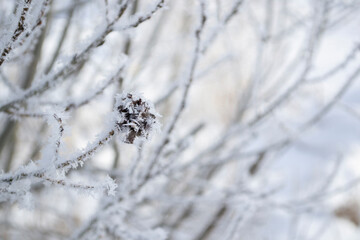 frost on branches