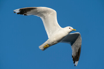 Fototapeta na wymiar The common gull (Larus canus)