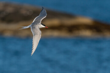 The Arctic tern (Sterna paradisaea)