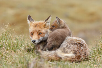 Red fox cub in nature at springtime on a sunny day.