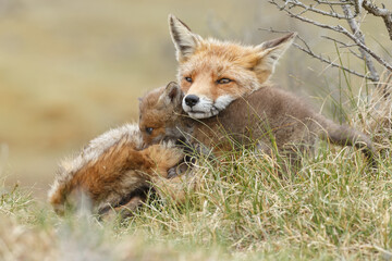 Red fox cub in nature at springtime on a sunny day.