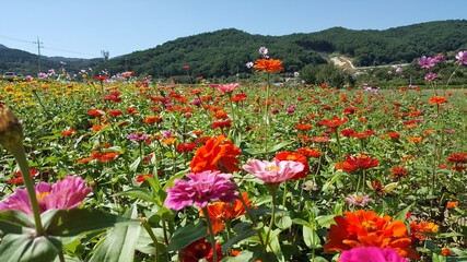 한국 여행 -  꽃이 있는 풍경