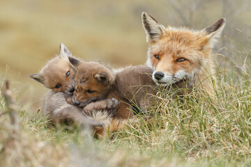Red fox cub in nature at springtime on a sunny day.
