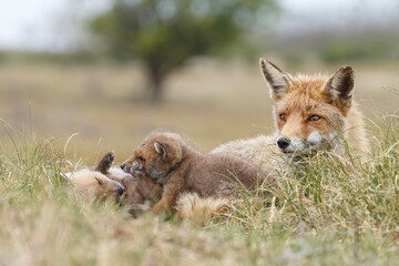Fototapeta premium Red fox cub in nature at springtime on a sunny day.