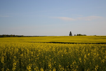 latvian rapeseed field with one lonely tree