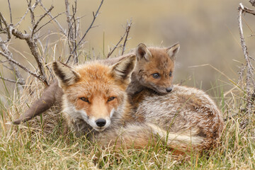 Red fox cub in nature at springtime on a sunny day.