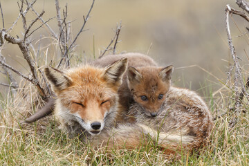 Red fox cub in nature at springtime on a sunny day.