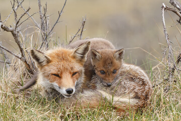 Red fox cub in nature at springtime on a sunny day.