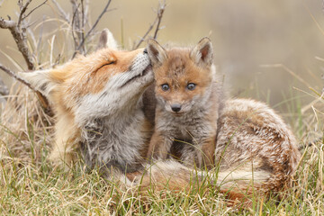 Red fox cub in nature at springtime on a sunny day.