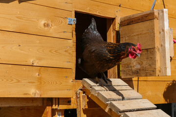 Rooster Walking Down Chicken Coop Ramp - obrazy, fototapety, plakaty