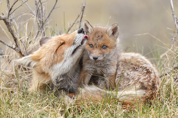 Red fox cub in nature at springtime on a sunny day.