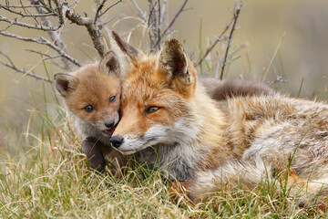 Red fox cub in nature at springtime on a sunny day.
