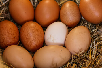 Chicken Eggs Variety on Straw