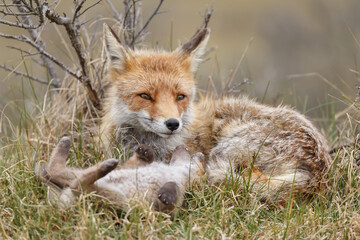Red fox cub in nature at springtime on a sunny day.
