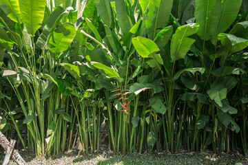 Asia, Thailand, Ear, Elephant, Plant