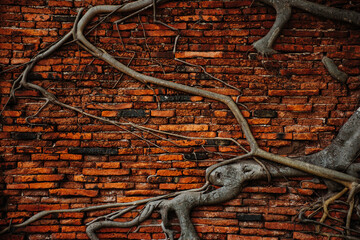 Tree root on old red brick wall.