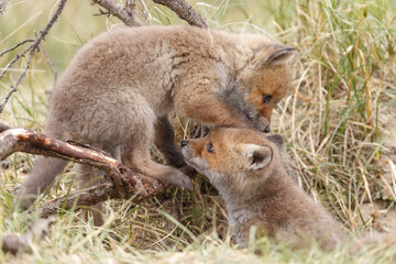 Red fox cub in nature at springtime on a sunny day.