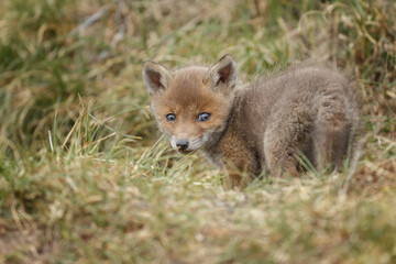 Red fox cub in nature at springtime on a sunny day.