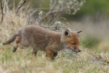 Red fox cub in nature at springtime on a sunny day.