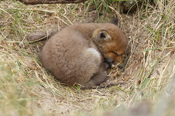 Red fox cub in nature at springtime on a sunny day.