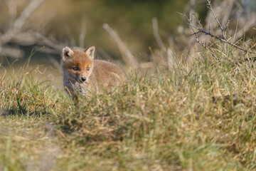Red fox cub in nature at springtime on a sunny day.